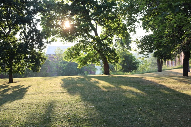 puita ja aurinkoa